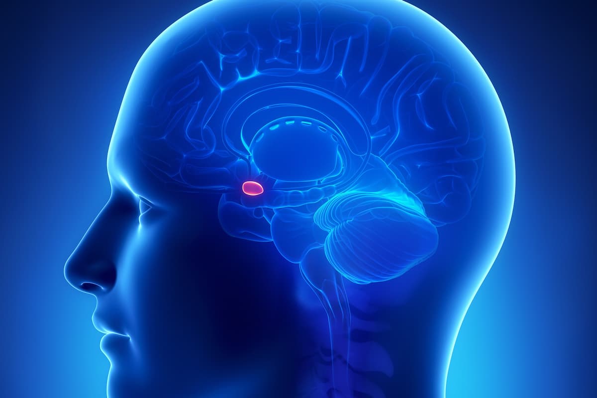 Amygdala
