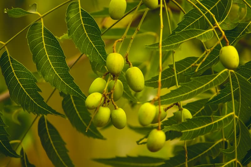 Azadirachta-indica