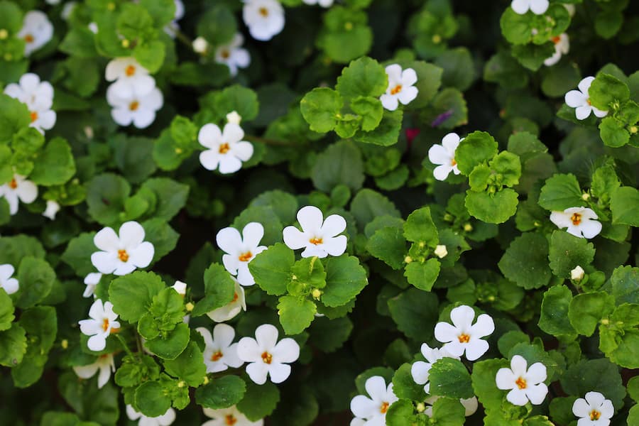 Bacopa-monnieri