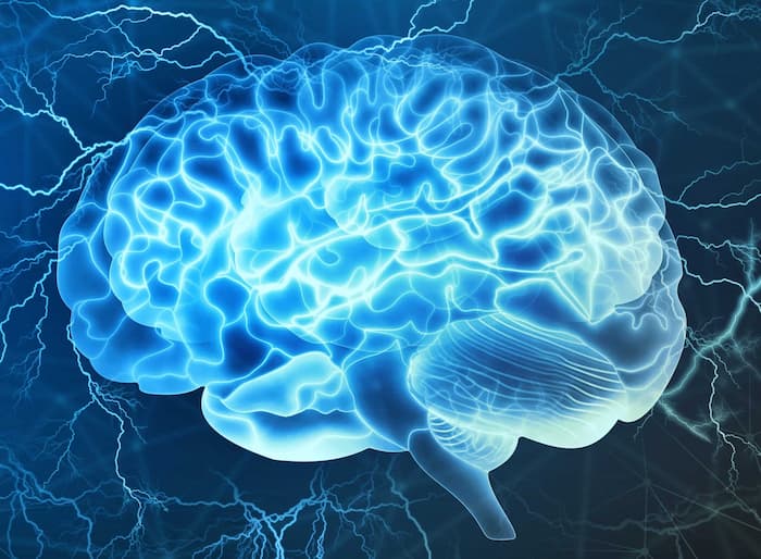 brain