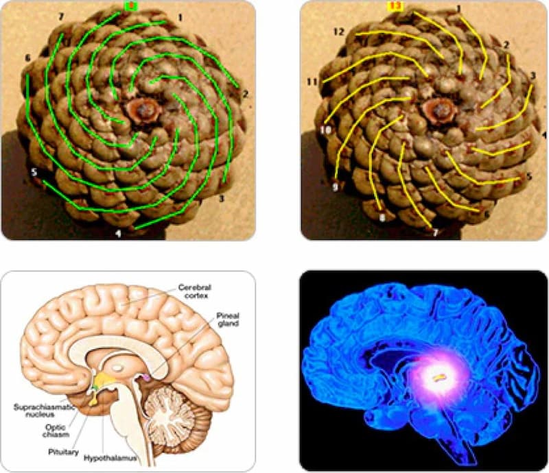 diffs-between-pineal-gland