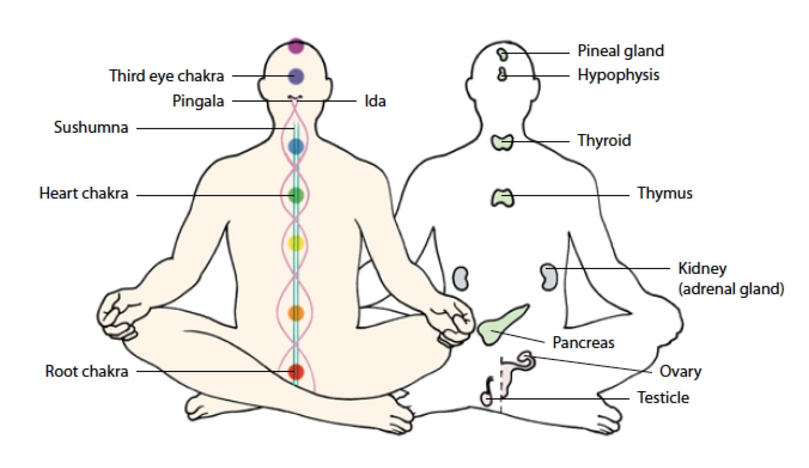 energy-centers-of-body